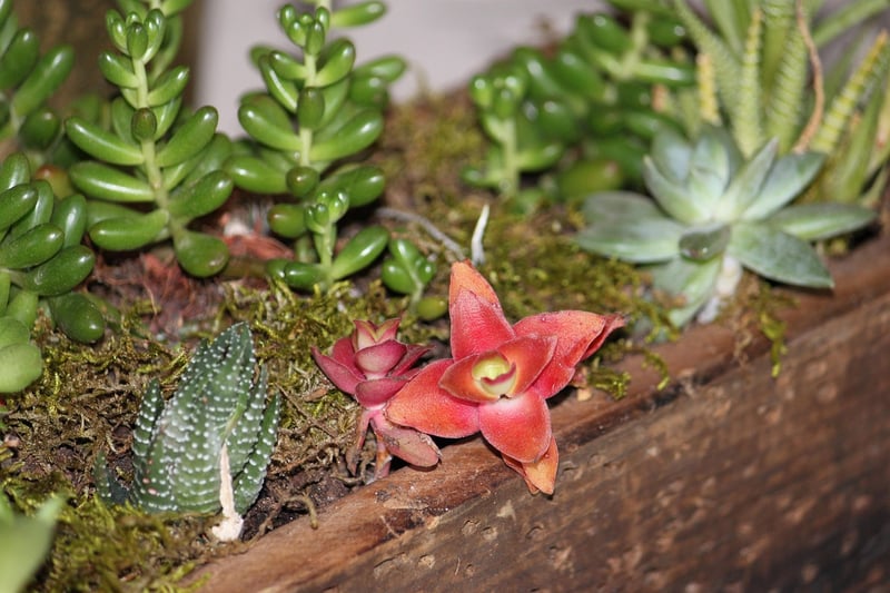 Wizardly Centerpieces